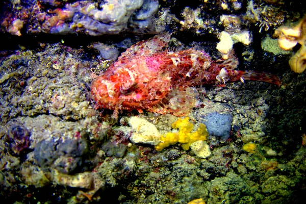 Adriyatik Denizi 'ndeki kaya balığı.. 