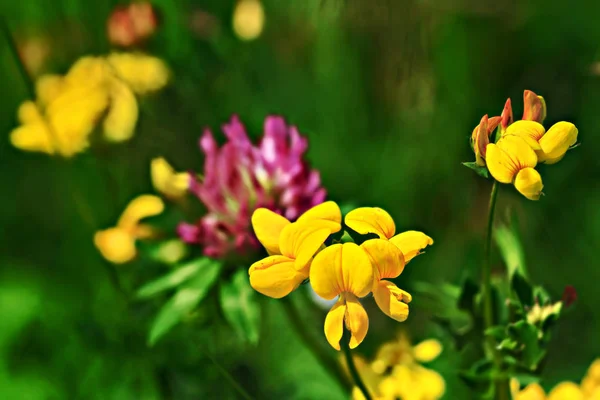 Lotus corniculatus bloem — Stockfoto