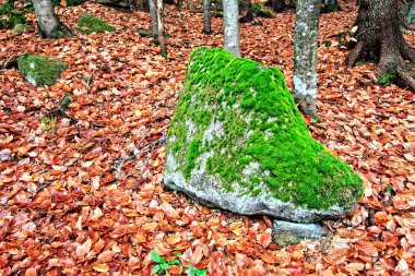 yosun kaplı bir taş