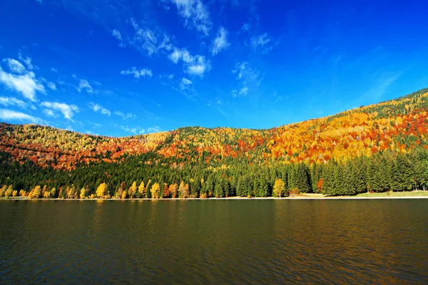 sonbahar orman manzarası