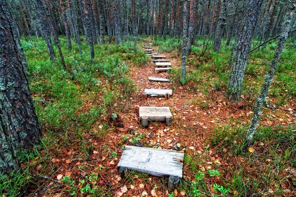Sonbahar orman içinde ahşap yolu