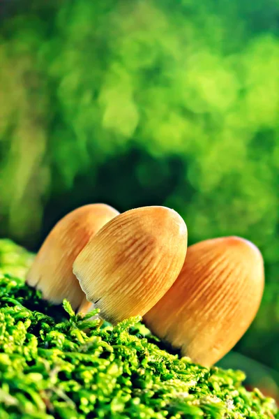 Kleine champignons in forest moss — Stockfoto