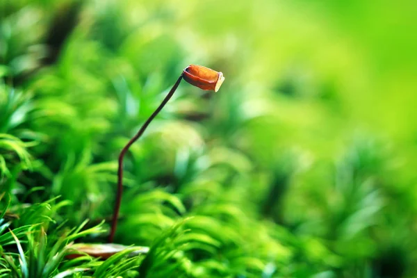 Macro of young sprout growing in moss — Stock Photo, Image