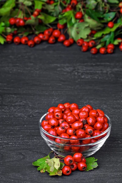 Weißdornbeeren (crataegus)) — Stockfoto