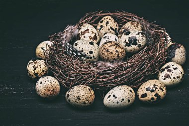 bıldırcın yumurtası ve tüyler bir yuvaya