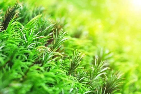 Beautiful green moss sprout — Stock Photo, Image