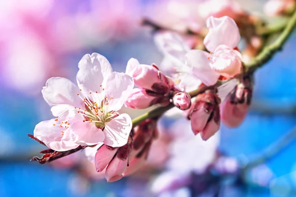 Bloeiende appelboom met krab — Stockfoto