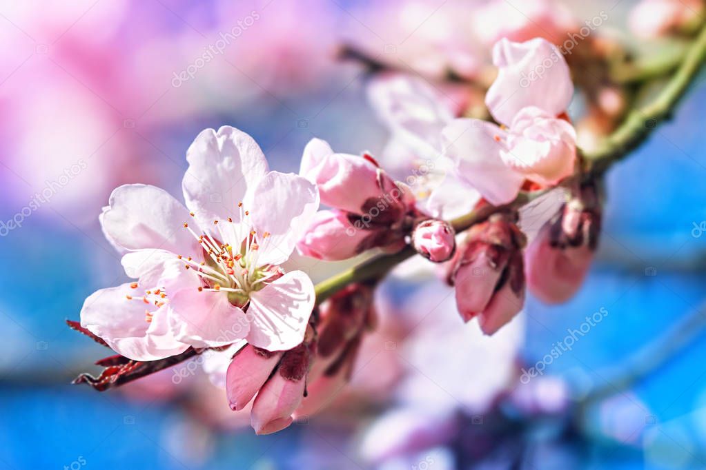 Blossoming crab apple tree