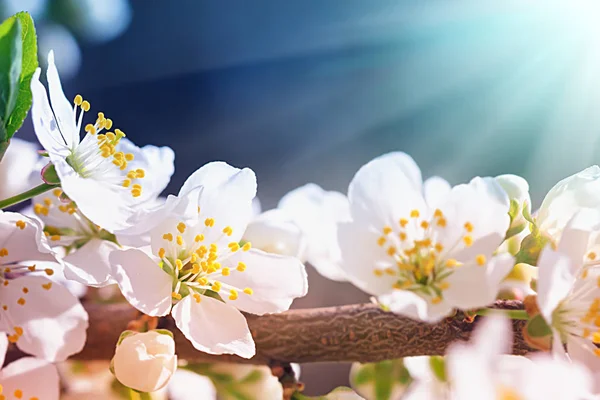 Wild pruimenboom in bloei — Stockfoto