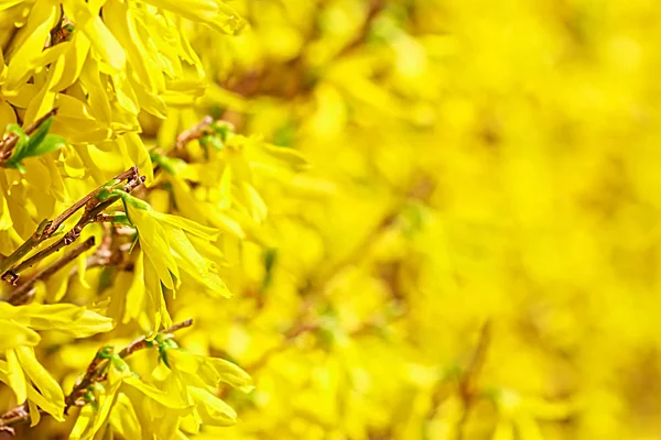 Forsythia flower, golden blooming in spring — стоковое фото