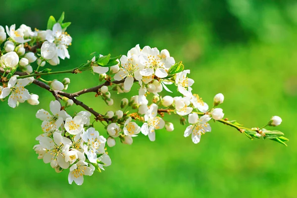 Wild pruimenboom in bloei — Stockfoto