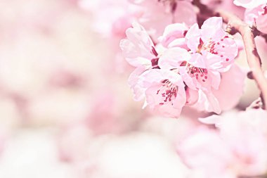 kiraz çiçek ağaç