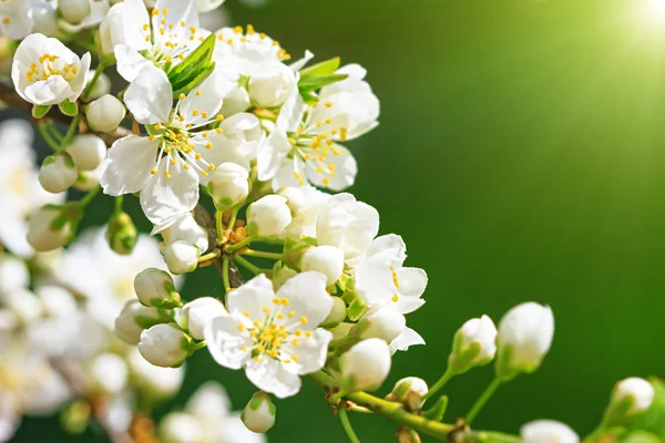 Wild pruimenboom in bloei — Stockfoto