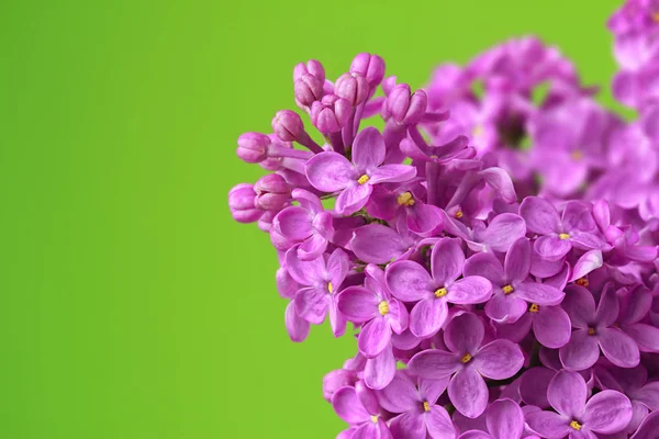 Beautiful lilac flowers — Stock Fotó