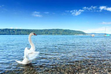 Konstanz Gölü (Bodensee)