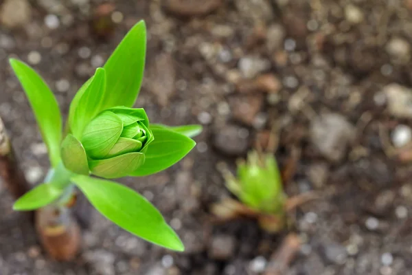 Little Lily flower sprout — Stock Photo, Image