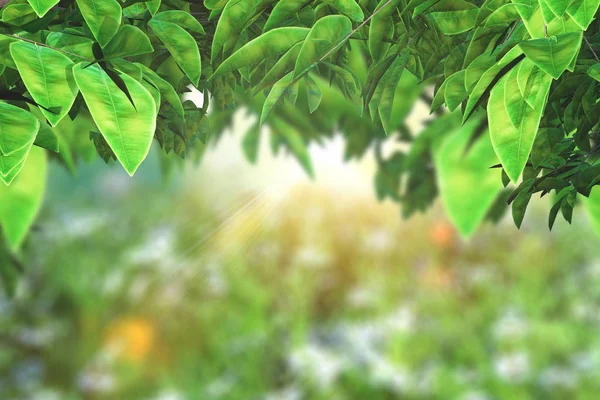 3D leaves on a defocussed sunny landscape — Stock Photo, Image