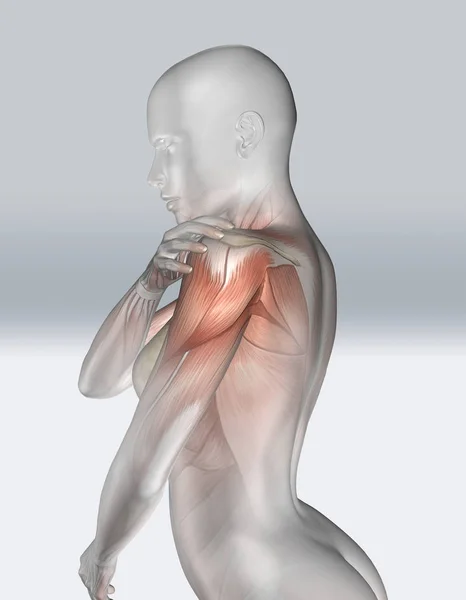 3D kvinnlig figur som håller axeln med muskelkarta — Stockfoto