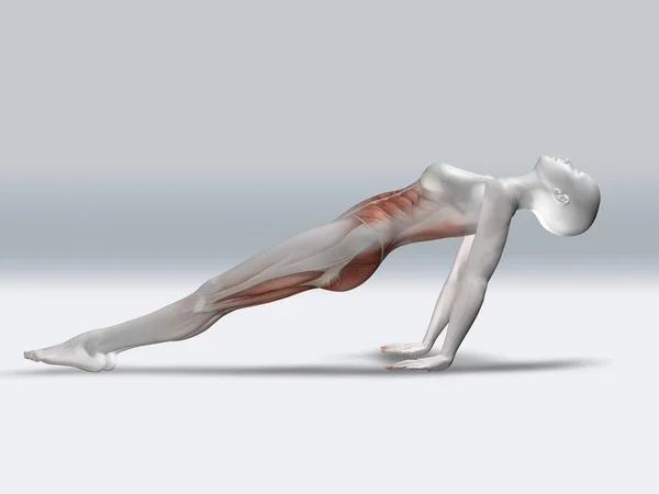 Figura femenina 3D en pose de tablón inverso con músculos resaltados — Foto de Stock