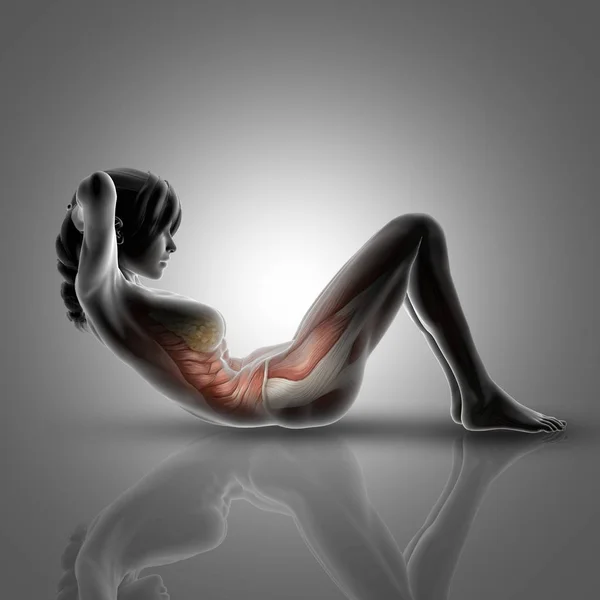 3D female figure in sit up pose with muscles highlighted — Stock Photo, Image