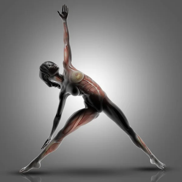 3D female figure in triangle yoga pose with muscles used highlig — Stock Photo, Image