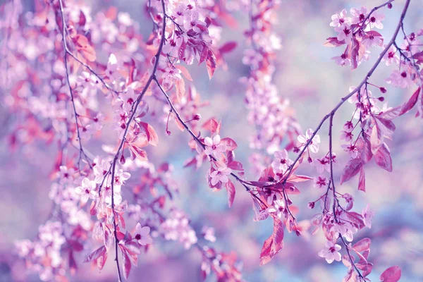 Mooie kersenbloesem sakura in het voorjaar boven de blauwe hemel. — Stockfoto