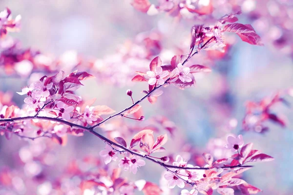 Linda flor de cerejeira sakura no tempo de primavera sobre o céu azul. — Fotografia de Stock