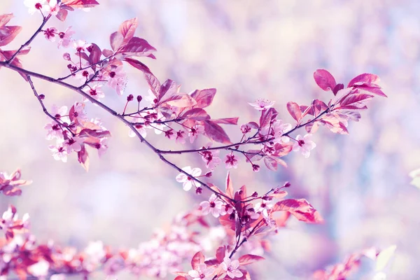 Mooie kersenbloesem sakura in het voorjaar boven de blauwe hemel. — Stockfoto