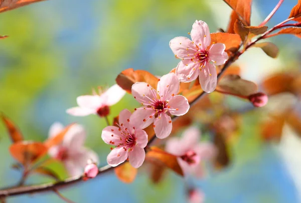 Linda flor de cerejeira sakura no tempo de primavera sobre o céu azul. — Fotografia de Stock