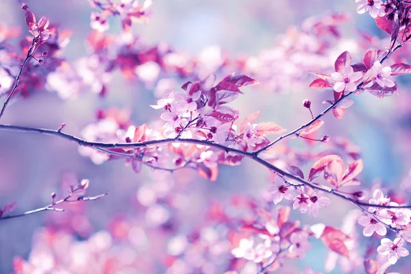 Mooie kersenbloesem sakura in het voorjaar boven de blauwe hemel. — Stockfoto