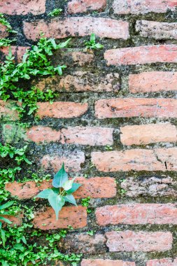 Fern tuğla duvar üzerinde