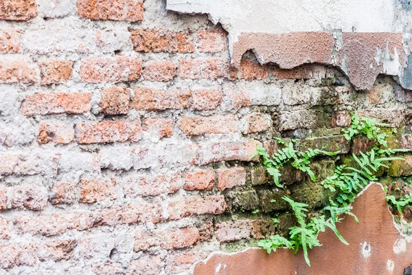 Fern living on  bricks wall