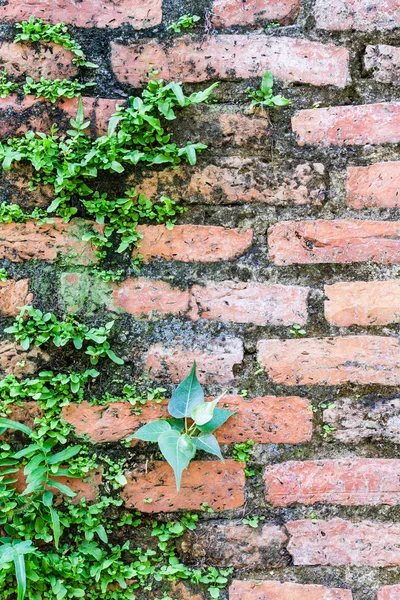 Fougère vivant sur un mur de briques — Photo