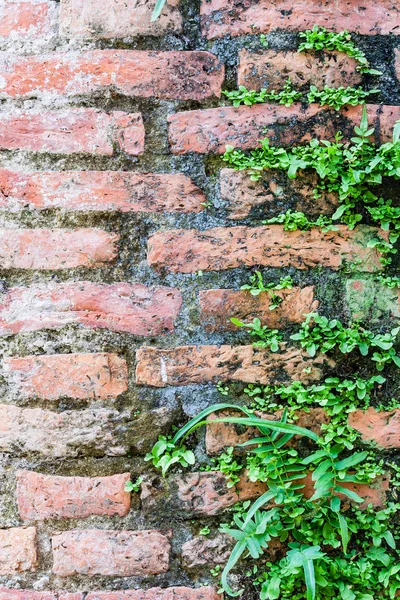 Helecho viviendo en la pared de ladrillos — Foto de Stock