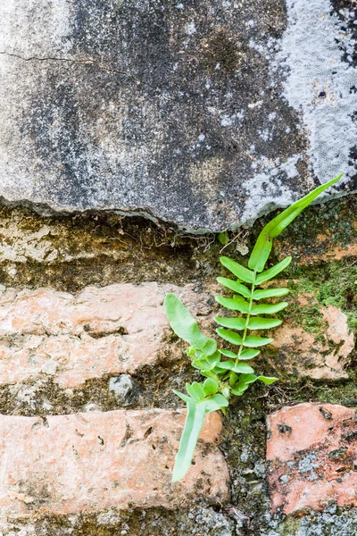 Helecho viviendo en la pared de ladrillos — Foto de Stock