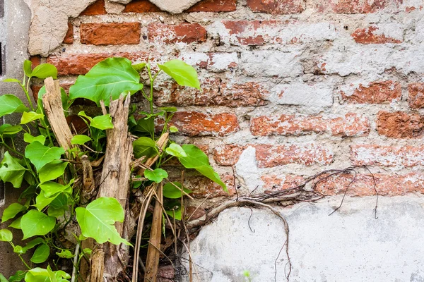 Alte Ziegelmauer und Pflanzen darauf — Stockfoto