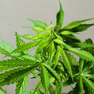 Marijuana bitkisi hasat için hazır