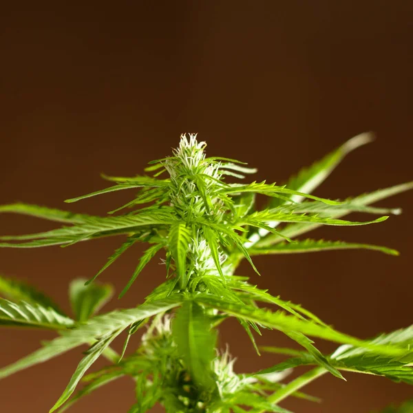 Marihuanainstallatie bijna klaar om te oogsten — Stockfoto