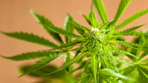 Marijuana växt nästan redo att skörda Stockfoto