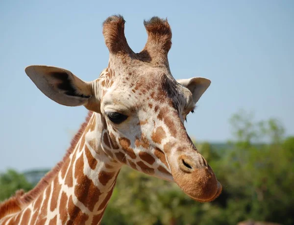 Giraffe Kantelt Zijn Kop Rechtenvrije Stockafbeeldingen