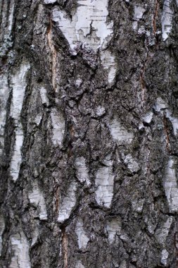 ağaç kabuğu arkaplanı