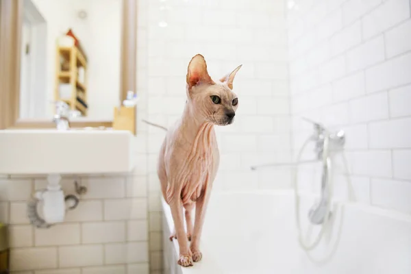 Sfinx kat in de badkamer te wachten om in te zwemmen — Stockfoto ... Sfinx kat in de badkamer te wachten om in te zwemmen — Stockfoto ...