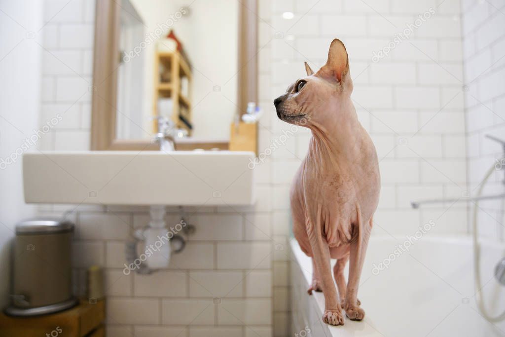 Sfinx kat in de badkamer te wachten om in te zwemmen — Stockfoto ... Sfinx kat in de badkamer te wachten om in te zwemmen — Stockfoto ...