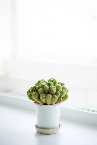 Cactus Épineux Vert Sur Fond Clair — Photo