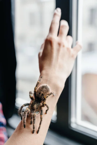 Levende Spin Tarantula Kruipen Hand Van Het Meisje Arachnofobie Angst — Stockfoto