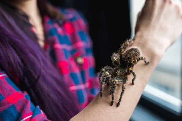 Spider Tarantula Kruipt Hand Van Het Meisje Arachnofobie Angst Voor — Stockfoto