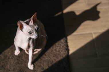 Bir ışık gölgeli ışını bir Don Sphynx Pet kedidir.