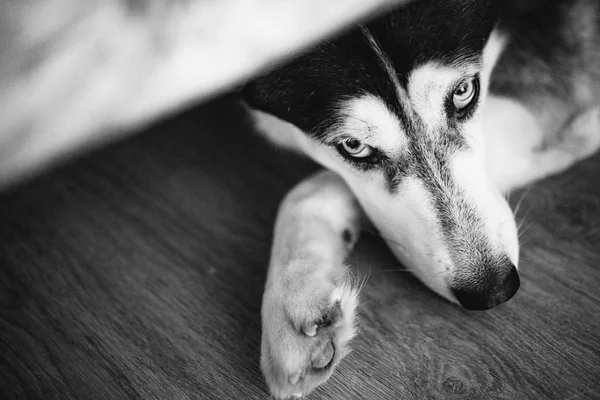 Husky Plemeno Psa Leží Jeho Tlapy Vypadá Zpod Čela Černá — Stock fotografie