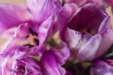 Bahar konsepti, leylak laleleri, yumuşak odak. Arkaplan ve doku.