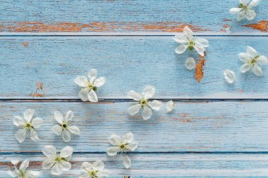 Mavi ahşap arka planda çiçek açan elma ağacı dalları. Bahar deseni.